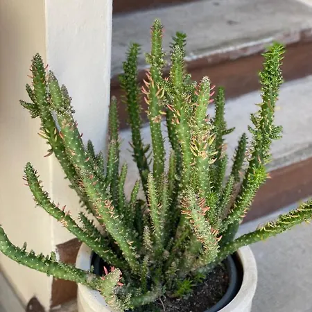 Le Rondini - Courtyard With Balcony & Terrace