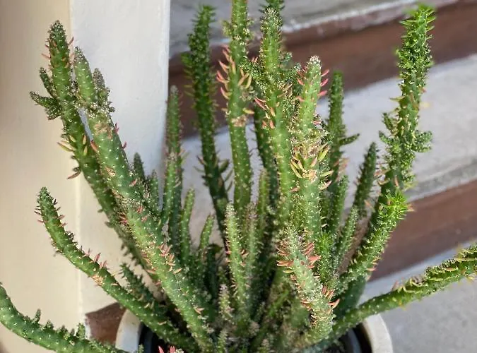 Le Rondini - Courtyard With Balcony & Terrace